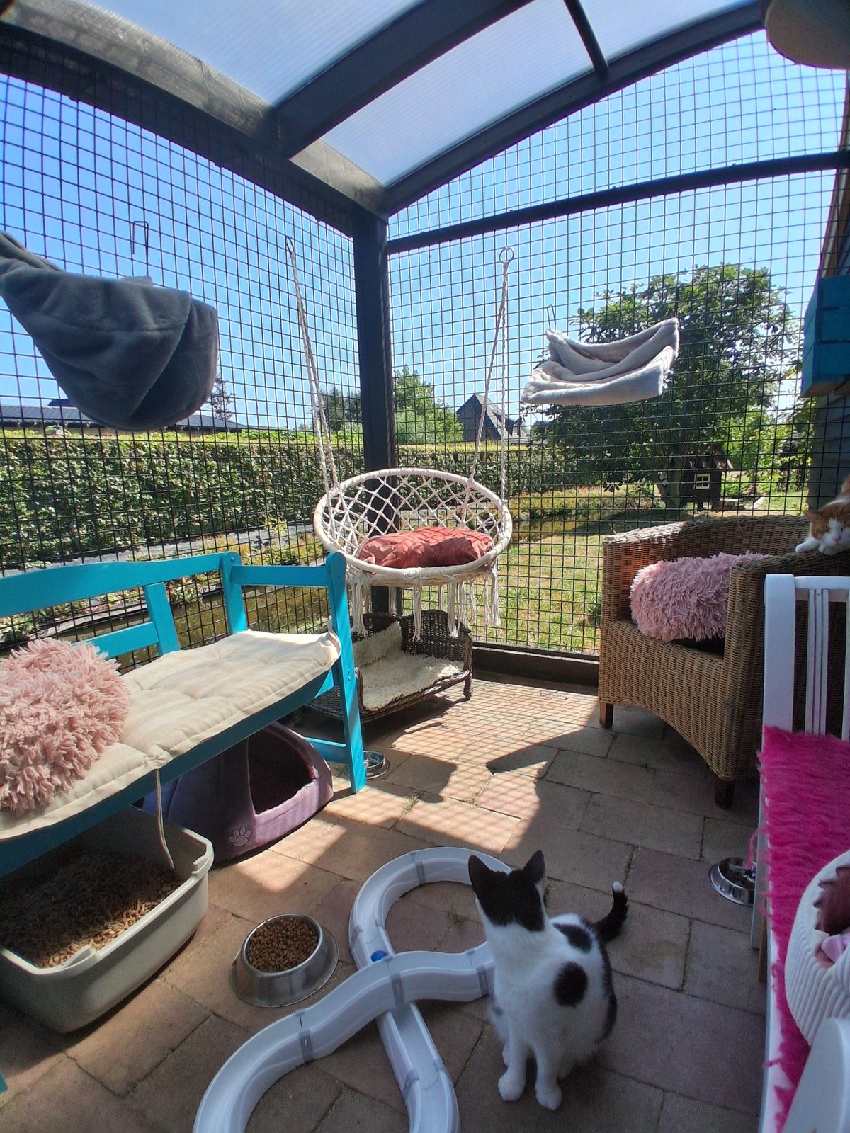 Kat in de buitenren met uitzicht over het weiland