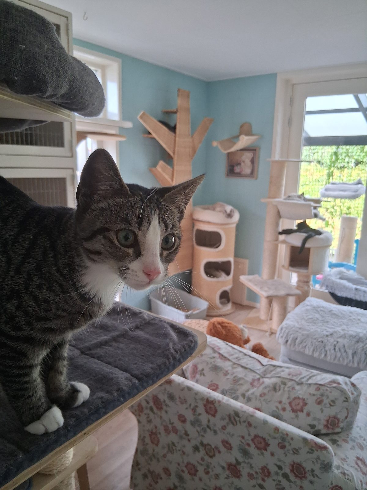 Cyperse kat op een kussen in de lichtblauwe pensionkamer