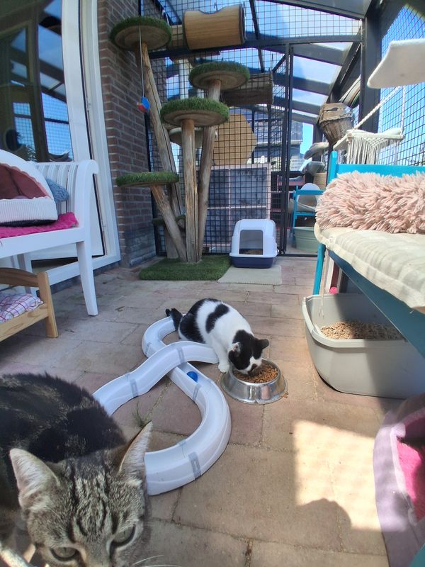 Kat eet uit een voerbak in de buitenren